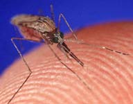 Mosquito überträgt Malaria